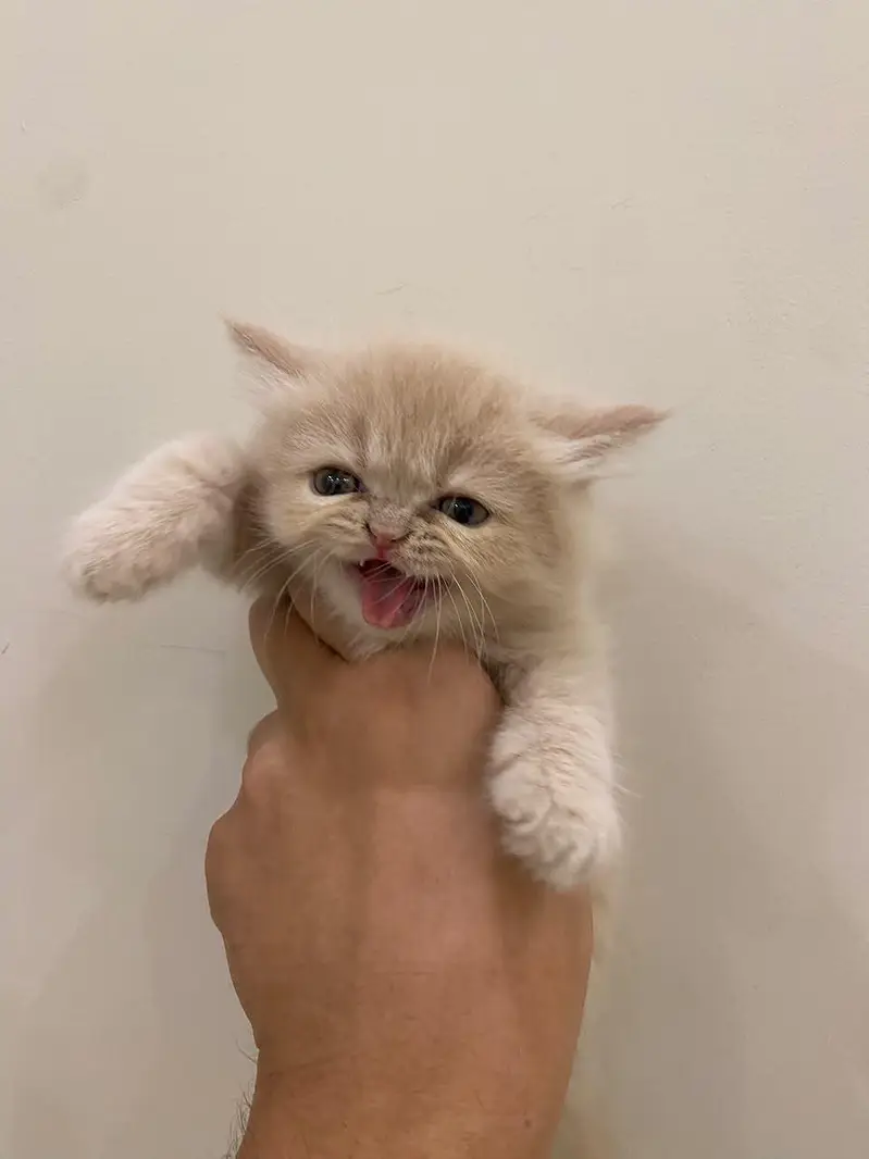2 Cute Golden Kittens for Sale – Healthy & Playful — photo 6