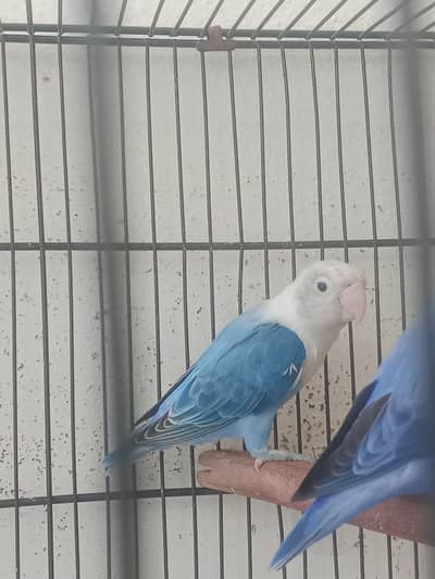 Gareen split opaline breedr male and blue opaline female.