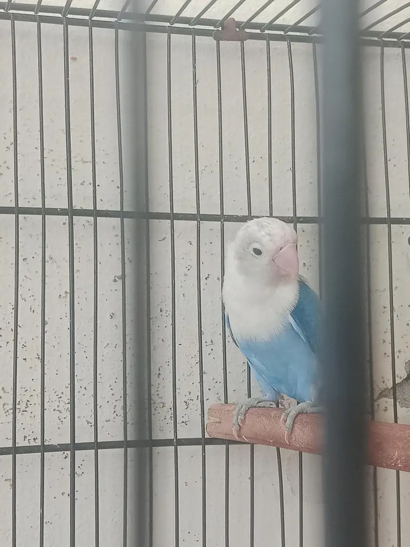 Gareen split opaline breedr male and blue opaline female. — photo 2