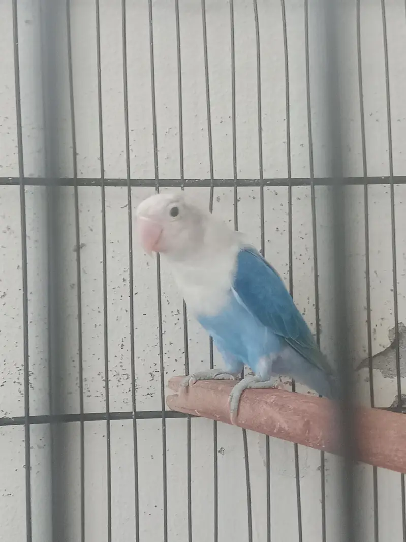 Gareen split opaline breedr male and blue opaline female. — photo 3