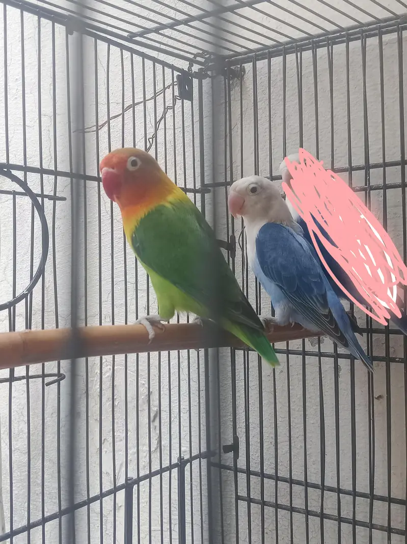 Gareen split opaline breedr male and blue opaline female. — photo 4