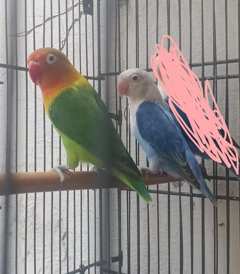 Gareen split opaline breedr male and blue opaline female. — photo 5