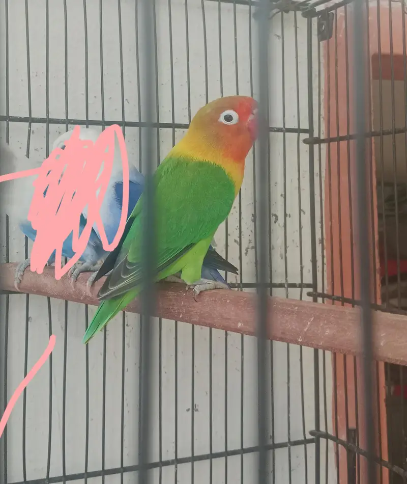 Gareen split opaline breedr male and blue opaline female. — photo 6