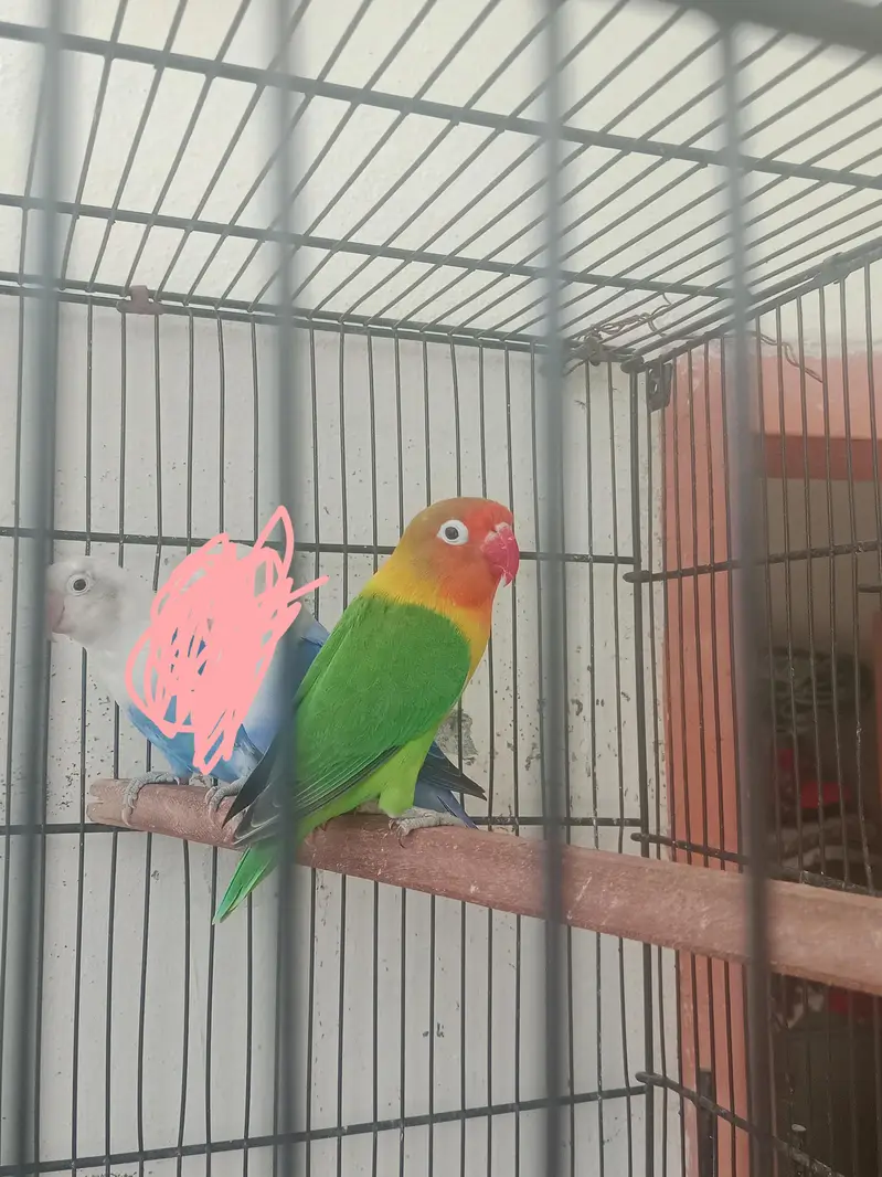 Gareen split opaline breedr male and blue opaline female. — photo 7