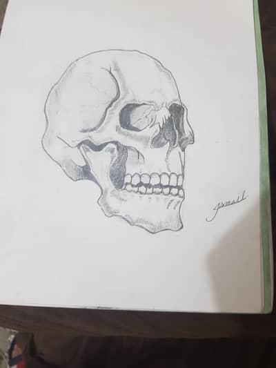 A realistic sketch of a skull