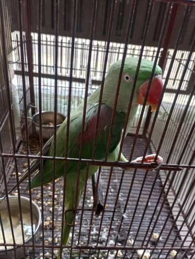 breeder female