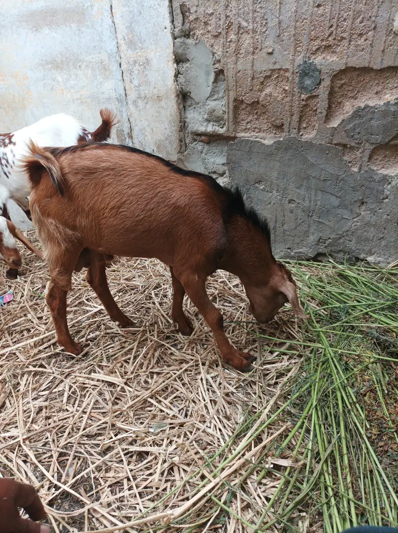 bakra age 6 month