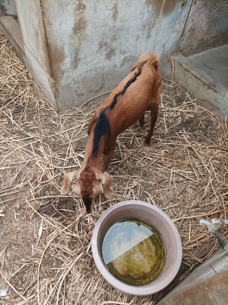 bakra age 6 month — photo 2