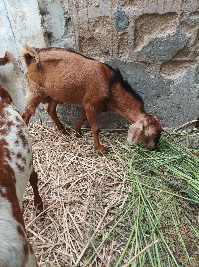 bakra age 6 month — photo 4