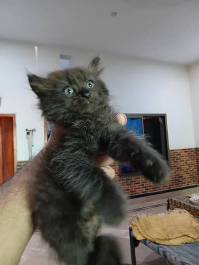 Cats for sale
