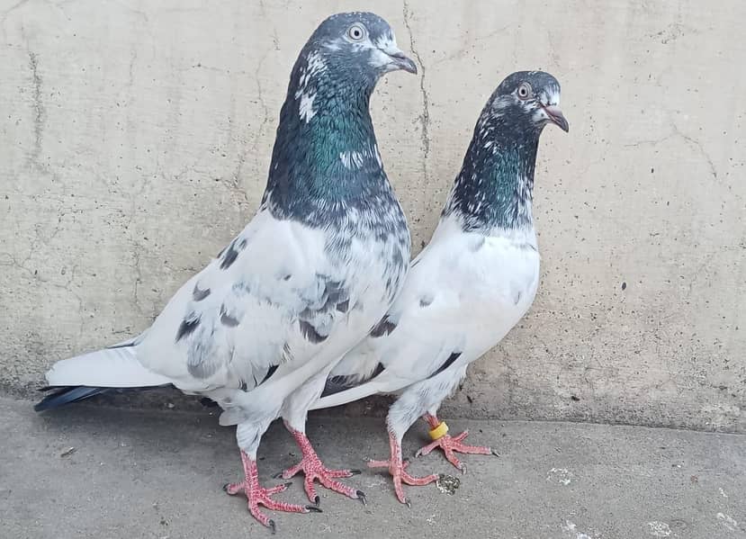 Teddy Pigeons 1