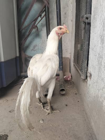 white Hira Thai for sale active and healthy age 12 month