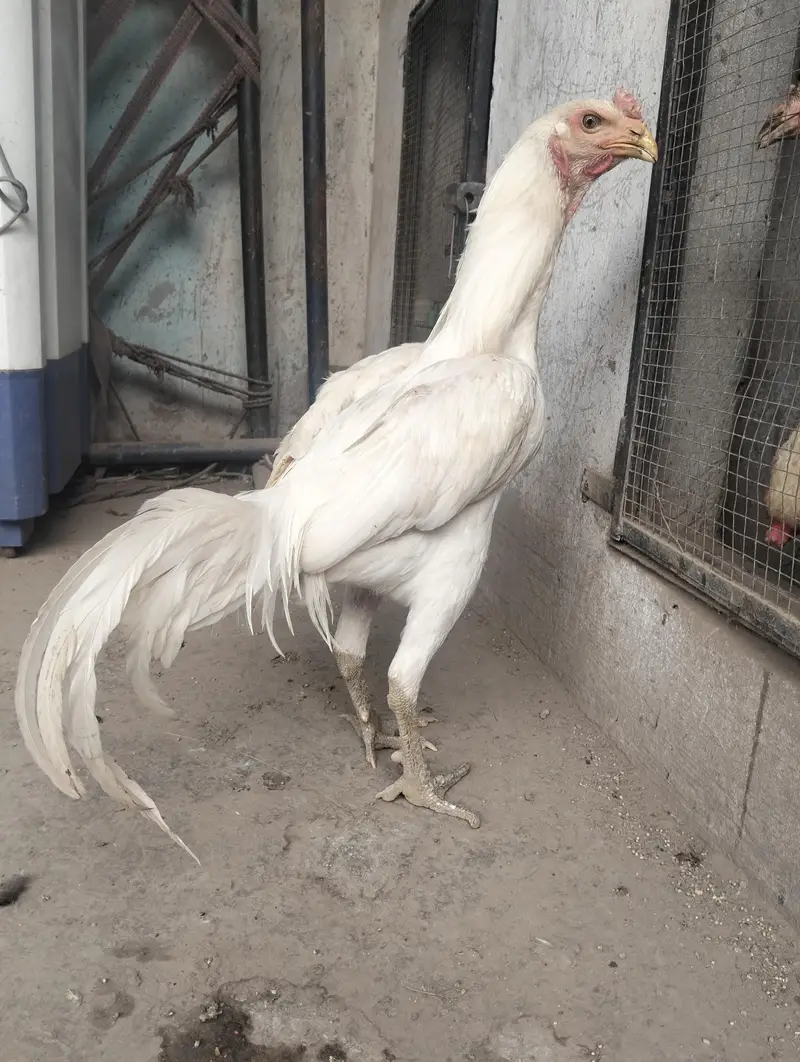 white Hira Thai for sale active and healthy age 12 month — photo 7
