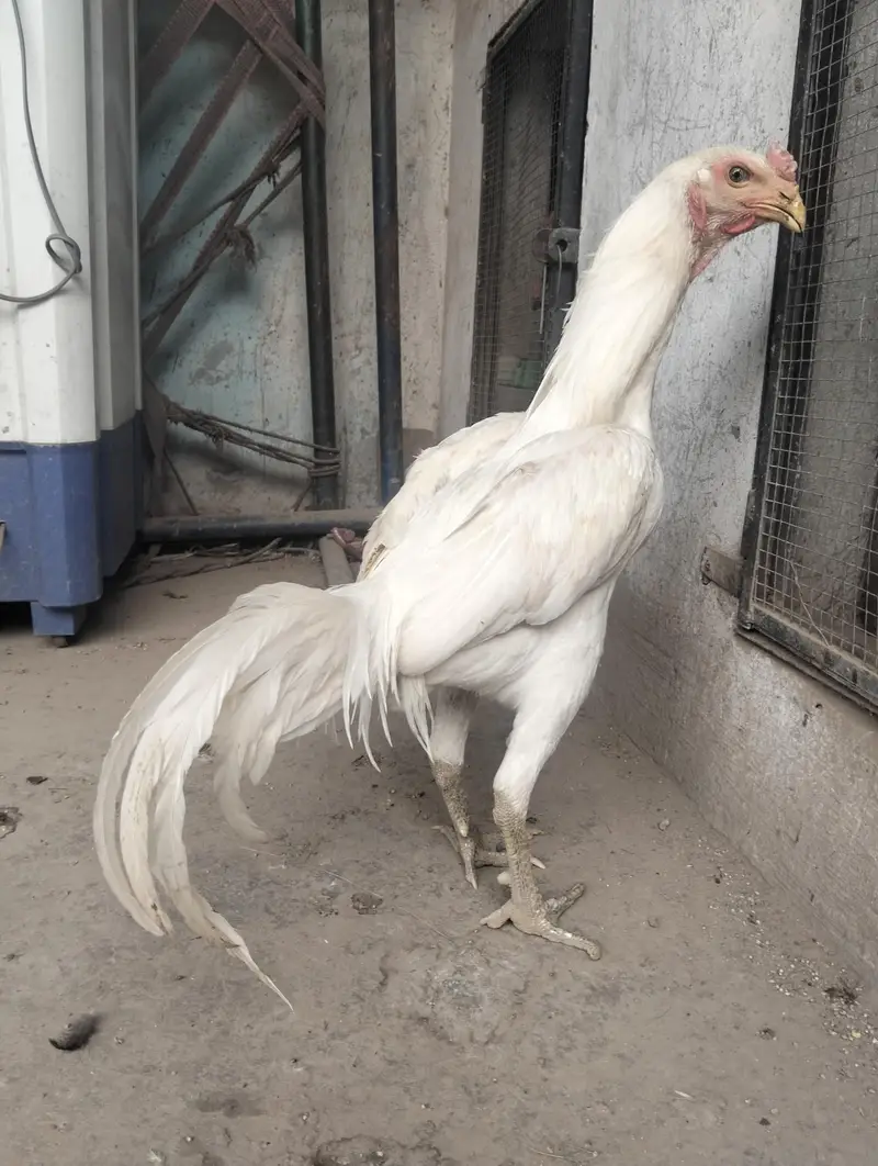 white Hira Thai for sale active and healthy age 12 month — photo 8