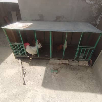 Chicken set up for sell