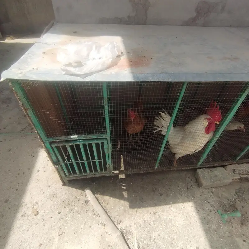 Chicken set up for sell — photo 2