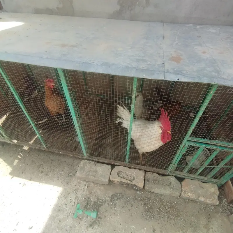 Chicken set up for sell — photo 3