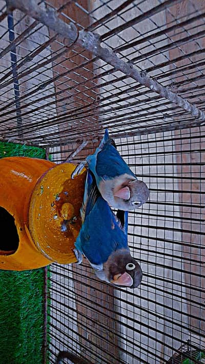 Love Birds pair for sale