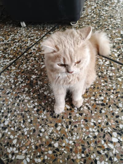 healthy cat