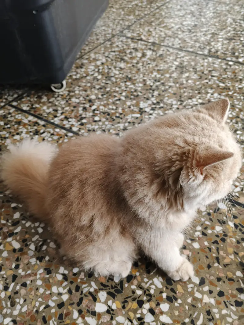 healthy cat — photo 2