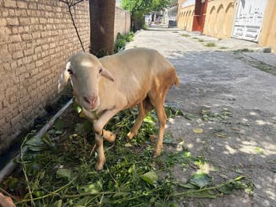 Healthy Desi Sheep / Dumba for Sale – Qurbani Ready