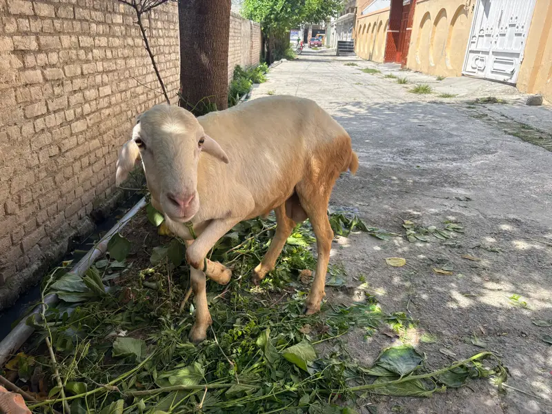 Healthy Desi Sheep / Dumba for Sale – Qurbani Ready