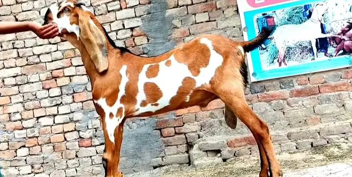 Desi Bakra For Sale Urgent/ 03170252632