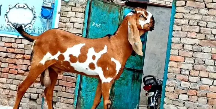 Desi Bakra For Sale Urgent/ 03170252632 — photo 2