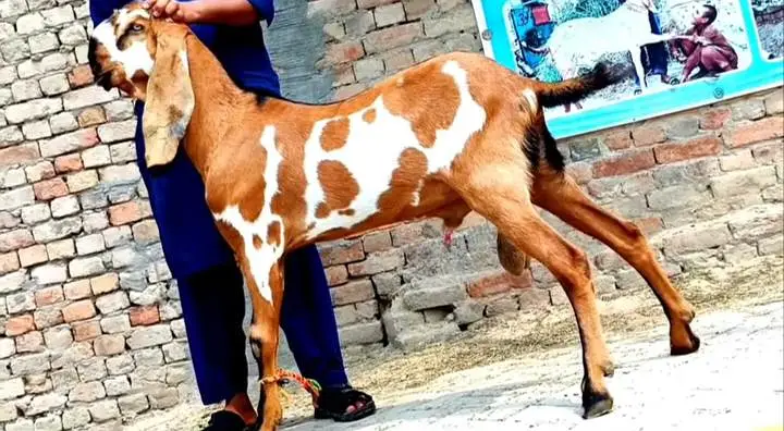 Desi Bakra For Sale Urgent/ 03170252632 — photo 3