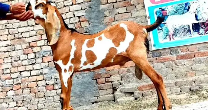 Desi Bakra For Sale Urgent/ 03170252632 — photo 4