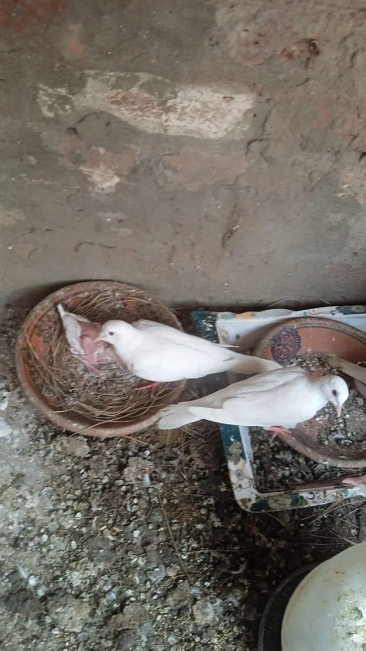 khumray — photo 2