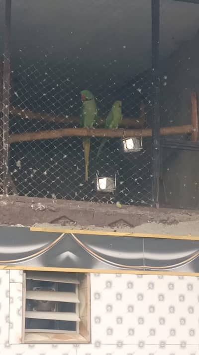 Raw Parrot Pair | Breeder Pair For sale