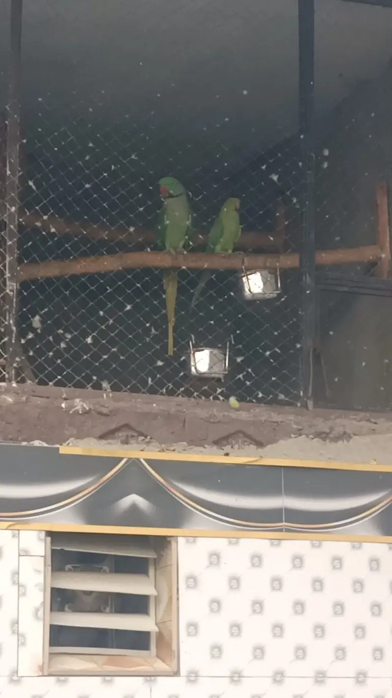 Raw Parrot Pair | Breeder Pair For sale