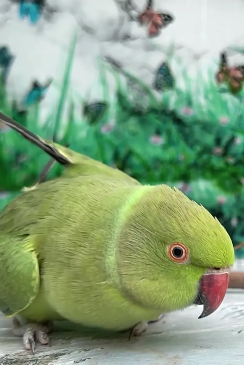 Raw Parrot Pair | Breeder Pair For sale — photo 2