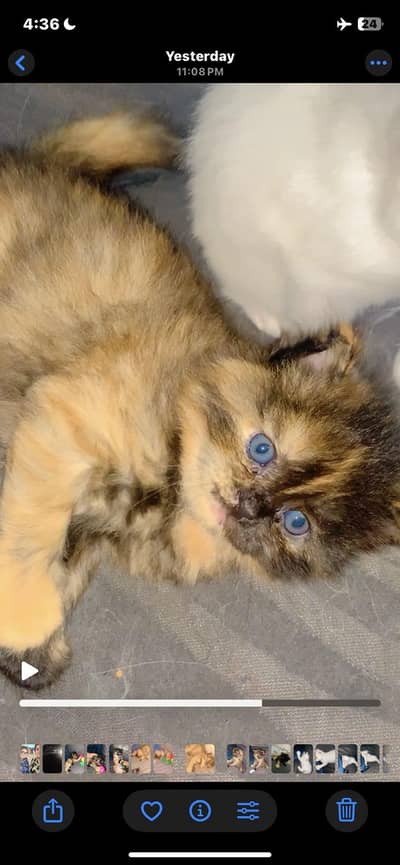 Golden brown rare color kitten for sale