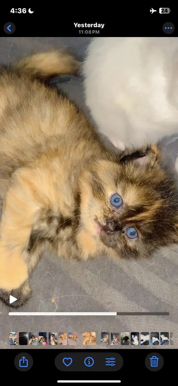 Golden brown rare color kitten for sale