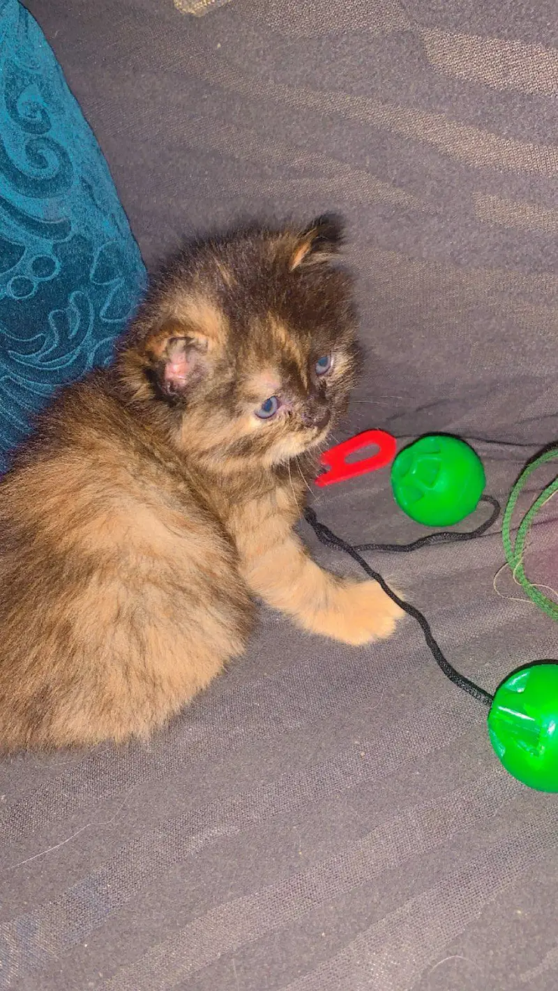 Golden brown rare color kitten for sale — photo 2