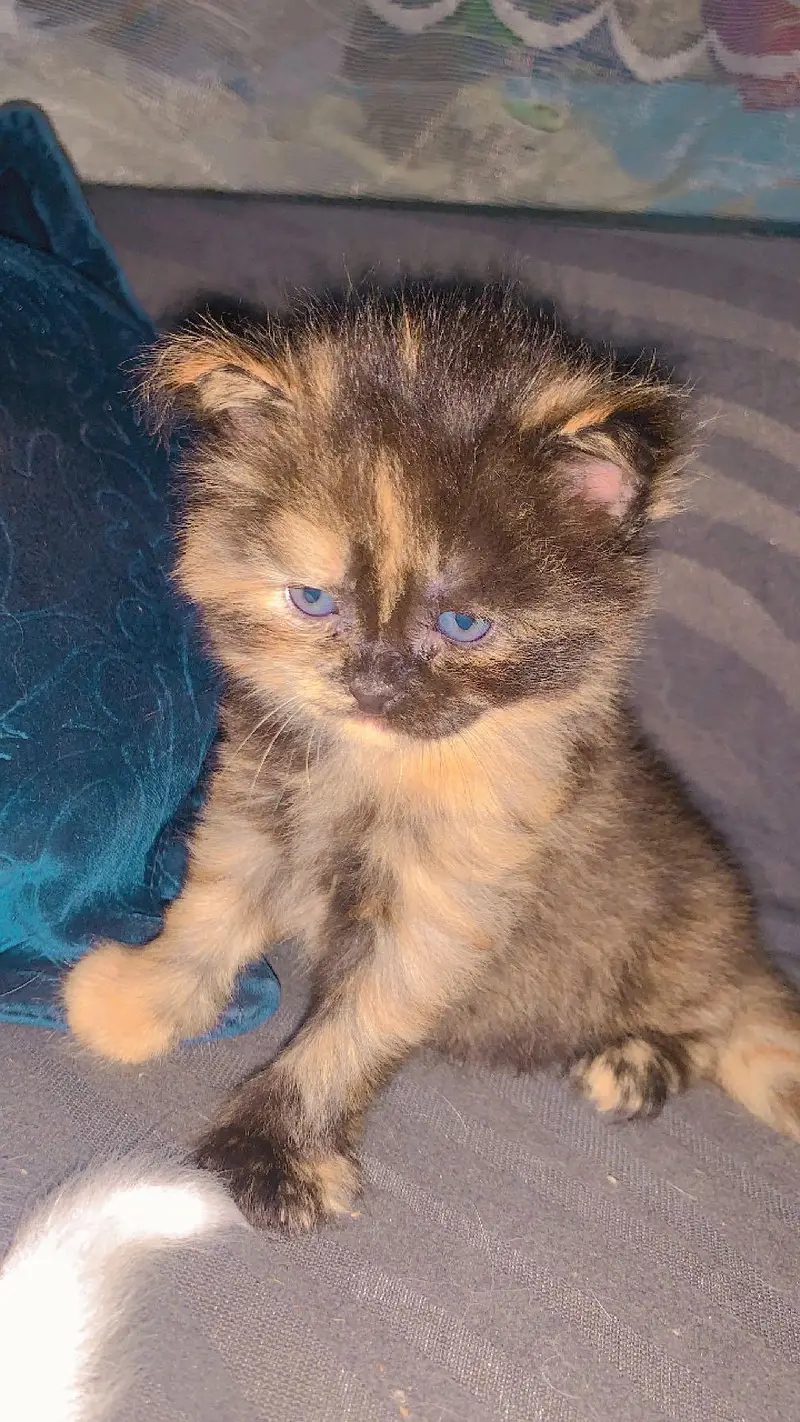 Golden brown rare color kitten for sale — photo 3