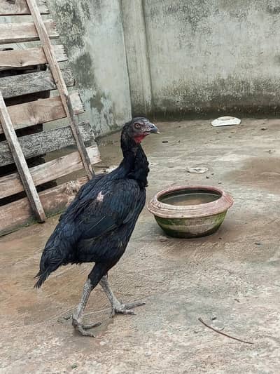 aseel pakoye female