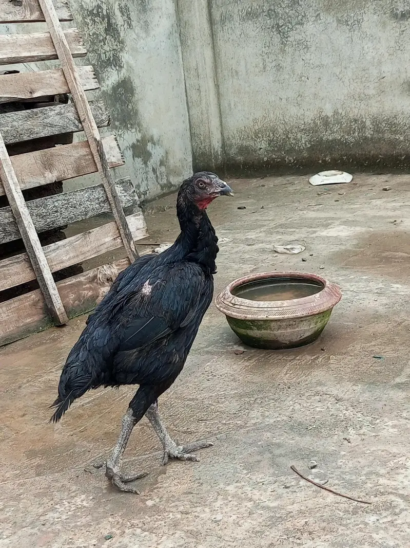 aseel pakoye female