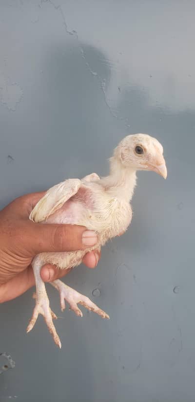 Pure Hera Aseel Chicks + Mushka Aseel chicks