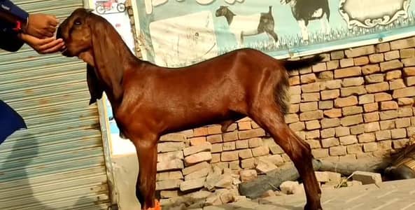 Desi Bakra for sale Urgent/ 03170252632