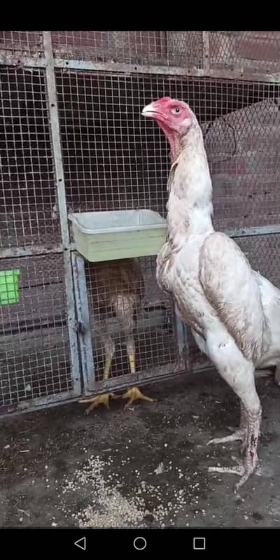 White oh shamo female