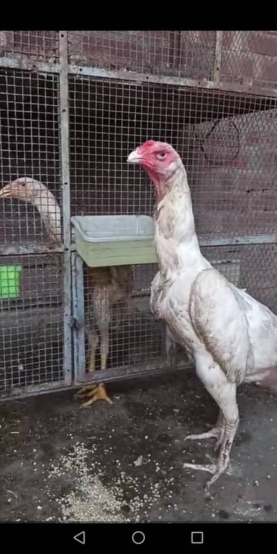White oh shamo female