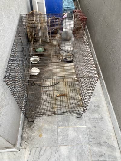 Birds cage full size