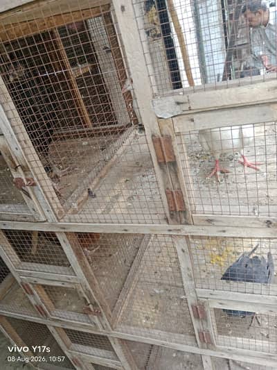 10 portion cage wood