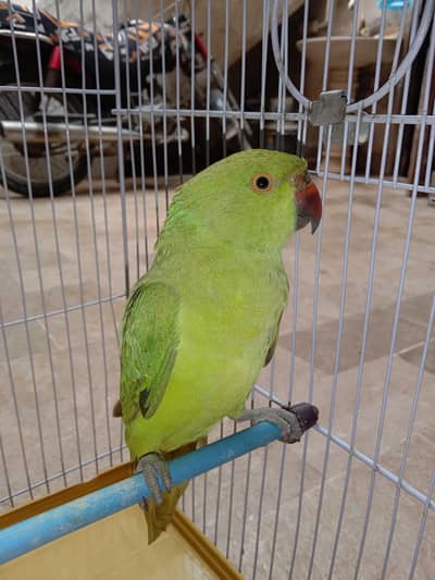 Male Green Ringneck