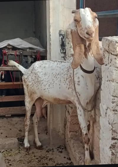 Makhi Cheeni Fresh Cross with 2.5 Month Male