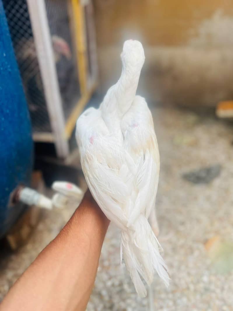 white asell 9