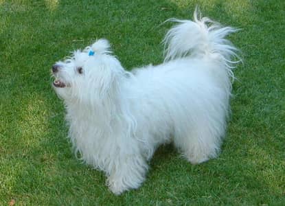 Cotton Breed Female For Sale